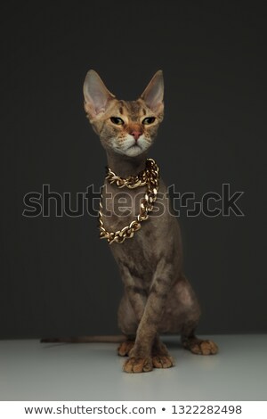 Foto stock: Cute Little Peterbald Cat Wearing A Golden Chain