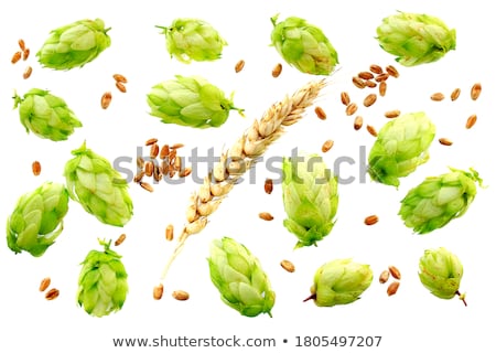 Stock photo: Hops And Malt On White Background