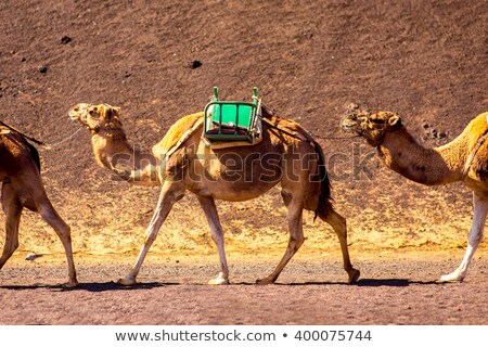 ストックフォト: Camels In The National Park In Lanzarote