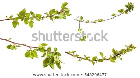 Foto stock: Young Green Sprout Of Apple Tree