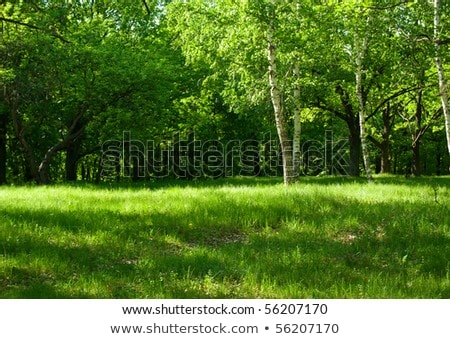 Stock photo: Landscape Image Of Beautiful Vibrant Lush Green Forest Woodland