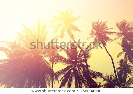 Foto stock: Beautiful Trees In Southern Climate In Summer