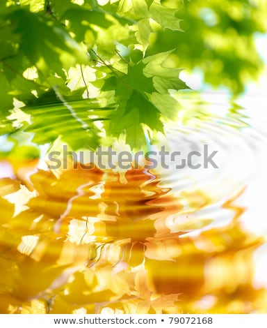 Foto stock: Branch Of Green Maple With Water Ripples