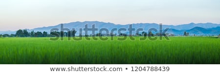 Stock photo: Tuscany Rural Sunset Landscape Countryside Farm White Road An