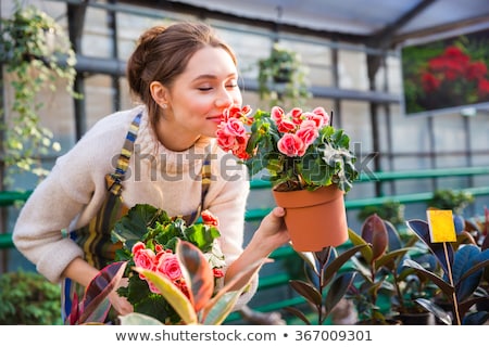 Stockfoto: Attractive Cute Woman Gardener Smelling Plant In Greenhouse