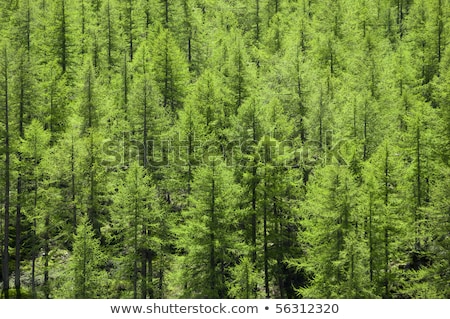 Forestry Background With Pine Needles And Cones Stockfoto © cla78