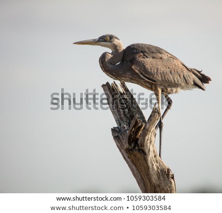 Stockfoto: The Great Blue Heron Perched On A Tree Branch