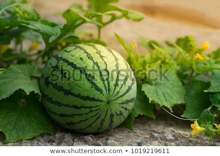 Stock fotó: Watermelon Or Melon Planting In Field Agriculture In Spring