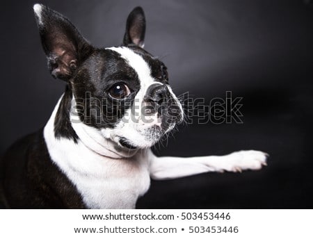 Boston Terrier Standing In Front Of Gray Background Foto d'archivio © Lopolo