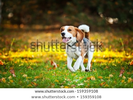 [[stock_photo]]: Happy Family With Beagle Dog In Autumn Park