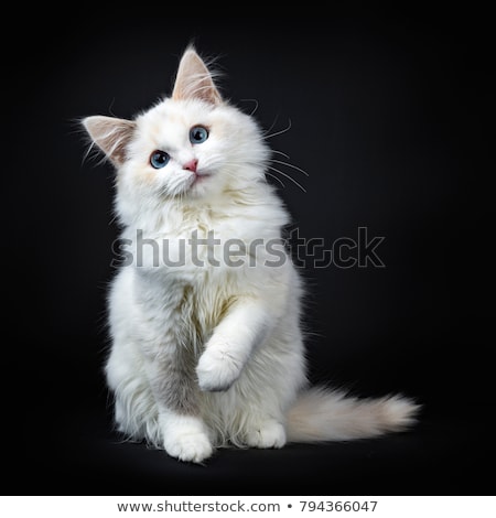 Stok fotoğraf: Blue Eyed Ragdoll Cat Kitten Isolated On Black Background