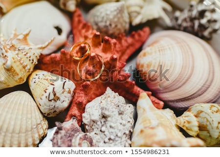 Stock photo: Wedding Rings Surrounded By Seashells Framed In Maritime Theme