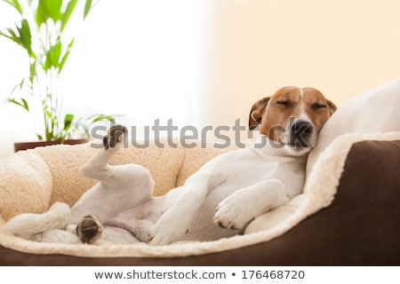 Foto stock: Jack Russell Dog Resting Sleeping Or Having A Siesta On Bed In Bedroom With A Clock And Owner