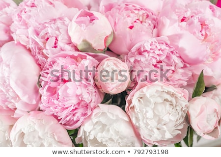 Stock photo: Pink Peony Flowers On Light Background