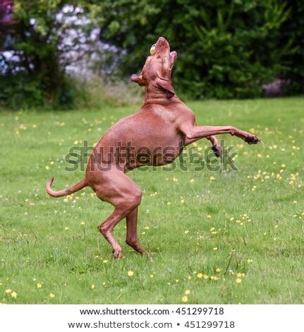 Stock photo: Hungarian Vizsla On Hind Legs Catches Toy