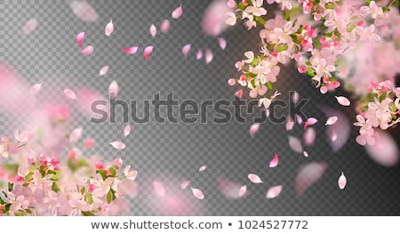 White Sakura Flowers On A Spring Tree Foto stock © kostins