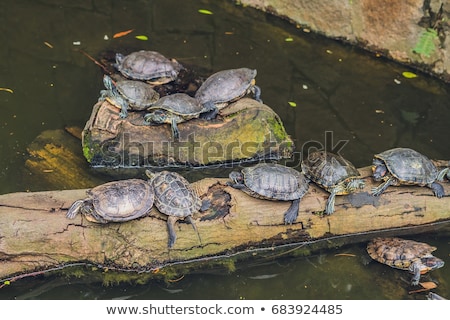 Сток-фото: Western Pond Turtles Enjoying The Sun