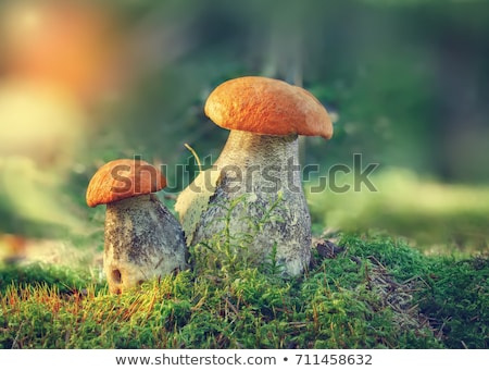 Stockfoto: Birch Boletus In Forest