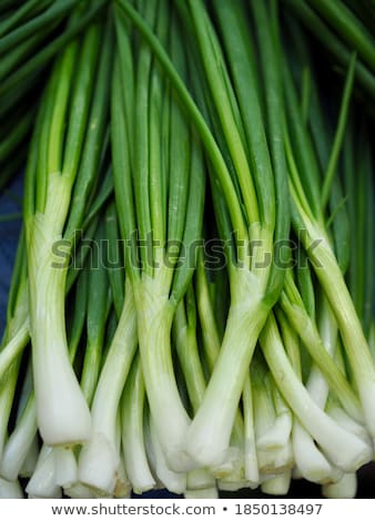 Сток-фото: Spring Onion In Garden