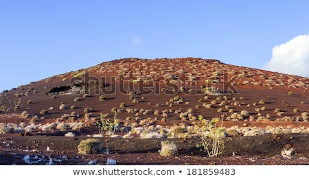 [[stock_photo]]: Vegetation In Vulcanic Area In Lanzarote