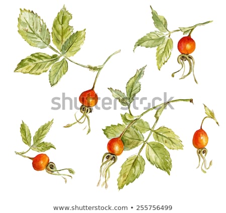 Stock photo: Orange Watercolor Dog Rose Leaf