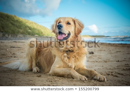 Stockfoto: A Beautiful Golden Retriever Pet Gundog
