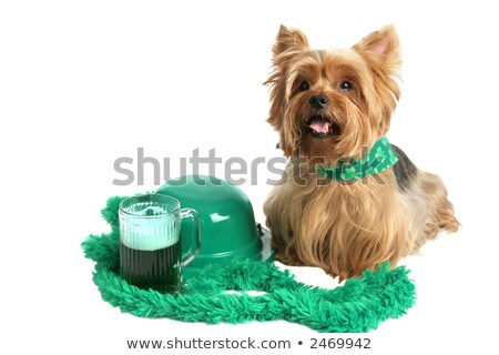 Сток-фото: Yorkshire Terrier Puppies Celebrating Saint Patricks Day