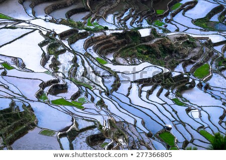 Сток-фото: Abstract Rice Terraces Texture With Sky Reflection Banaue Philippines