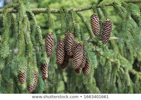 Foto d'archivio: Green Spruce Branches Bunch