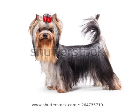 Foto stock: Yorkshire Terrier Staying In White Studio Background