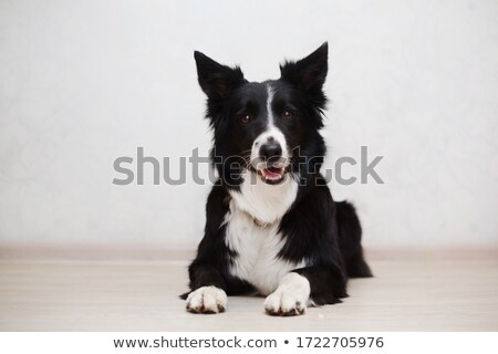 Stockfoto: Border Collie Sitting In White Studio Floor