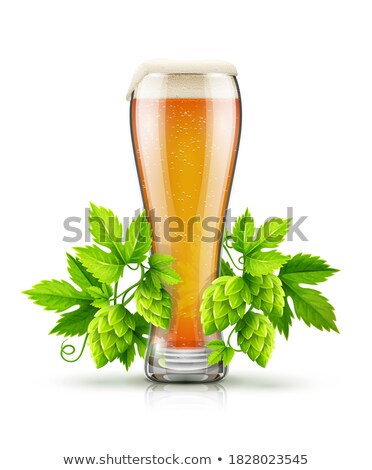 Foto stock: Glass Of Light Lager Beer With Hop Plant Buds