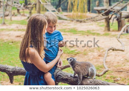 Сток-фото: Mom And Son Are Fed Ring Tailed Lemur - Lemur Catta Beauty In Nature Petting Zoo Concept