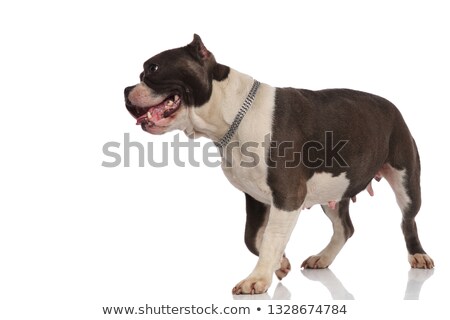 [[stock_photo]]: Side View Of Panting American Bully Stepping