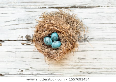 Сток-фото: European Robin Eggs In A Real Nest In Spring