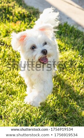 Stock photo: Adorable Maltese Puppy Playing In The Yard