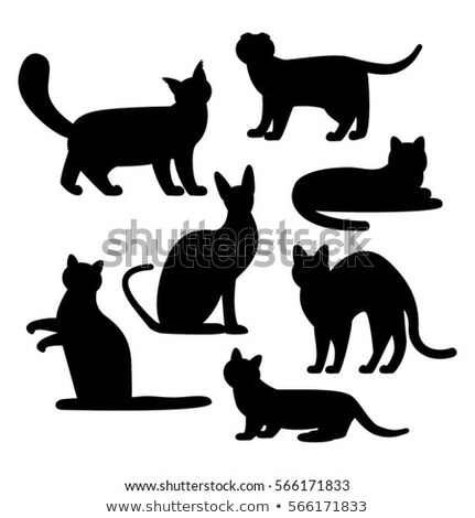 Zdjęcia stock: Head Of Maine Coon Cat Mascot Black And White