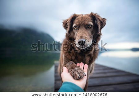 Foto stock: Dog Handshake