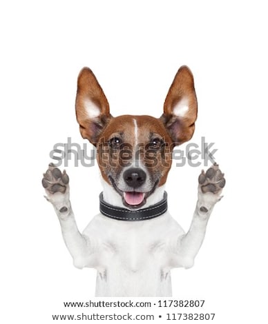 Stock photo: Dumb Silly Crazy Dog