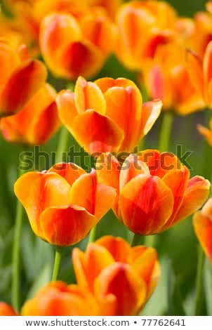 Tulip Close Up Shot Stockfoto © vrvalerian