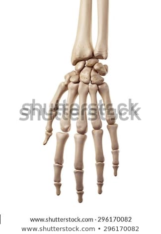 Stock photo: 3d Rendered Illustration Of The Human Hand Bones