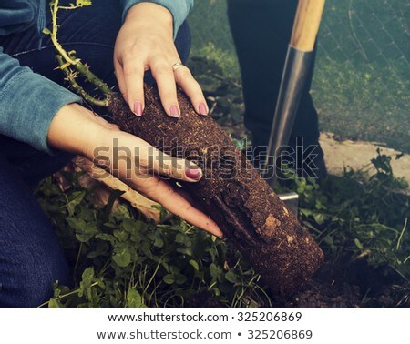 Foto d'archivio: Close Up Of Woman Planting Rose To Flower Pot