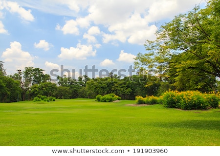 Foto stock: Fall In The Park With Green Trees Under Blue Sky