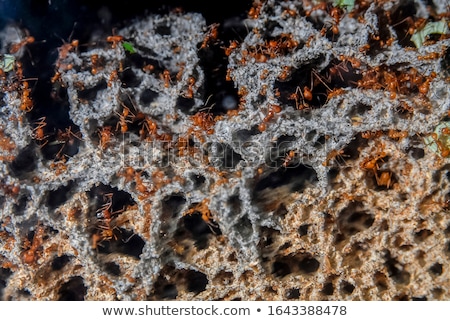 Stock photo: Ants In The Park