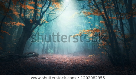 Foto stock: Aisaje · otoñal · de · un · bosque · con · hermosos · colores · y · niebla