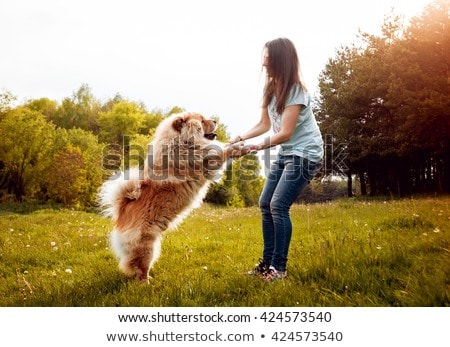 Foto stock: Dog And Owner On Summer Vacation