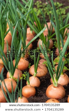 Stock photo: Close Up Of The Onion Plantation In The Vegetable Garden