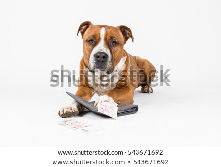 Foto stock: King Rich Money Dog