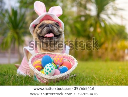 Stock foto: Funny Easter Dog