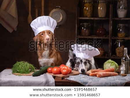 Foto stock: Diet Dog